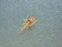 Belonochilus numenius