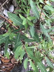 Apocynum androsaemifolium