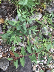 Apocynum androsaemifolium