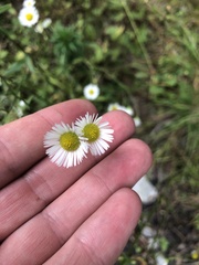 Erigeron strigosus