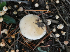 Hebeloma crustuliniforme