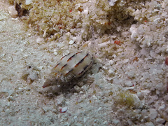 Vexillum exasperatum