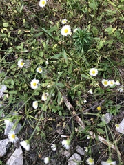 Erigeron strigosus