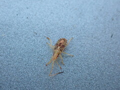 Belonochilus numenius