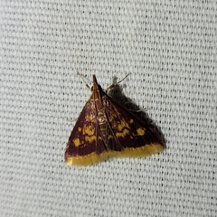 Pyrausta acrionalis