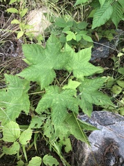 Rubus odoratus