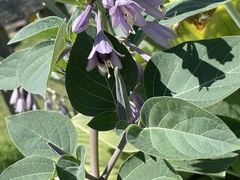 Anthophila