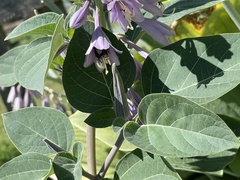 Anthophila