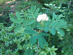 Sorbus sitchensis