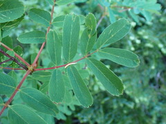 Sorbus sitchensis