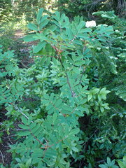 Sorbus sitchensis