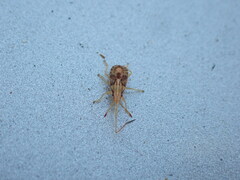 Belonochilus numenius