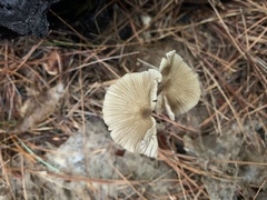 Mycetinis scorodonius