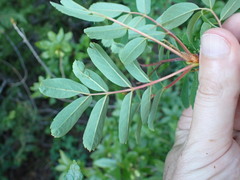 Sorbus sitchensis