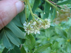 Sorbus sitchensis