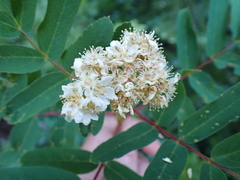 Sorbus sitchensis