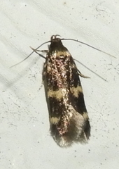 Oegoconia novimundi
