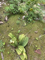 Cypripedium acaule