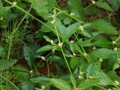 Alternanthera
