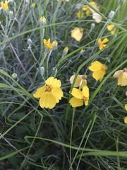 Psilostrophe cooperi