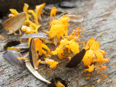 Dacrymyces spathularia
