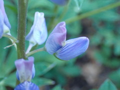 Lupinus latifolius