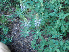 Lupinus latifolius