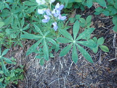 Lupinus latifolius