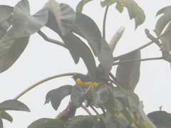 Euphonia chlorotica