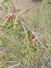 Cylindropuntia leptocaulis