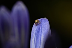 Paraphidippus aurantius