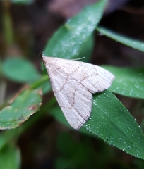 Macrochilo litophora