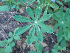 Lupinus latifolius