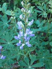 Lupinus latifolius