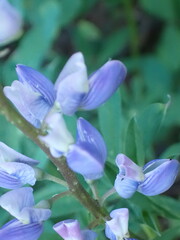 Lupinus latifolius