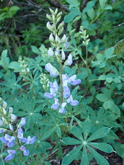 Lupinus latifolius
