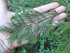 Cupressus nootkatensis