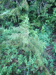 Cupressus nootkatensis
