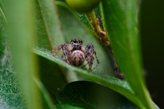 Paraphidippus aurantius