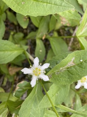 Parnassia fimbriata