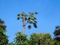 Cecropia pachystachya