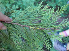 Cupressus nootkatensis