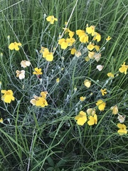 Psilostrophe cooperi