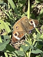 Junonia grisea