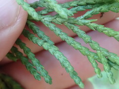 Cupressus nootkatensis