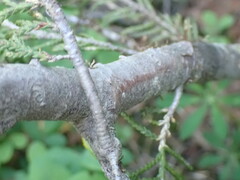 Cupressus nootkatensis