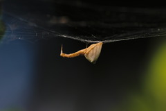 Uloborus