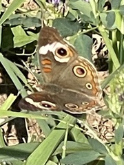 Junonia grisea