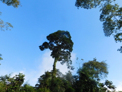 Aspidosperma polyneuron