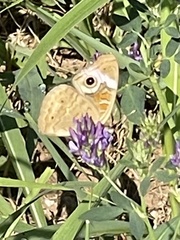 Junonia grisea